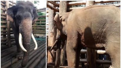 Wayanad Tiger Attack : കടുവയെ കൂട്ടിലാക്കാന്‍ ഗജവീരന്മാര്‍; കല്ലൂര്‍, വടക്കനാട് കൊമ്പന്‍മാരുടെ ഭൂതകാലം ഇങ്ങനെ