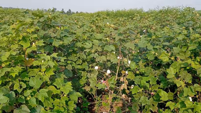 Fake Cotton Seed: ನಕಲಿ ಹತ್ತಿ ಬೀಜ ಸಂಶಯ: ಸಂಕಷ್ಟದಲ್ಲಿ ಅನ್ನದಾತ..!