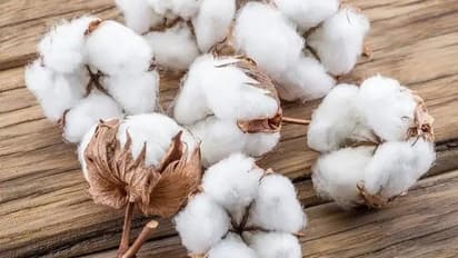 నకిలీ విత్తన రాకెట్ గుట్టు రట్టు.. రూ.2.11 కోట్ల విలువైన పత్తి విత్తనాలు స్వాధీనం, 15 మంది అరెస్టు