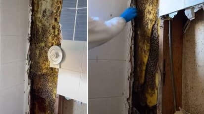 Viral Video : ബാത്ത്റൂമിന്‍റെ ഭിത്തിയില്‍ നിന്നൊരു ശബ്ദം; ടൈല്‍ പൊളിച്ചപ്പോള്‍ അമ്പരന്ന് കുടുംബം!