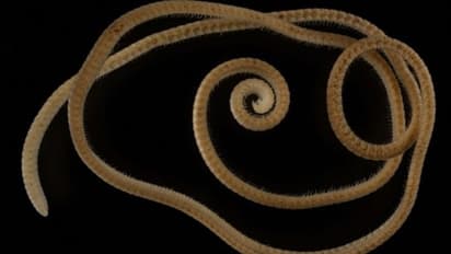 Animals : 1,306 കാലുകളോട് കൂടിയ ജീവി; കണ്ടെത്തലുമായി ഗവേഷകര്‍