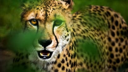 Omicron derails India's bid to bring cheetah out of extinction