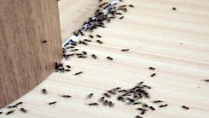 பல்லி, பூச்சித் தொல்லை குறைய இந்த '1' பொருள் போதும்!! 