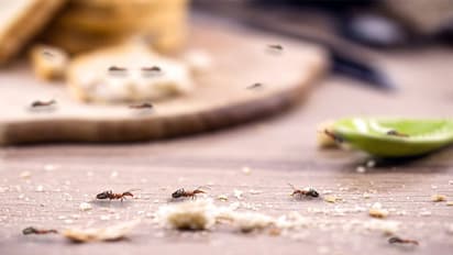 ఇంట్లో చీమలు, దోమలు, బొద్దికలు, ఈగలు ఎక్కువయ్యాయా? ఇలా చేస్తే మీ ఇంట్లో ఇవి ఒక్కటికూడా ఉండవ్