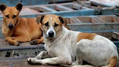 വീടിന്റെ പരിസരത്ത് വച്ച് തെരുവുനായ്‍ക്കൾക്ക് ഭക്ഷണം കൊടുത്തു, എട്ടുലക്ഷം രൂപ പിഴ!