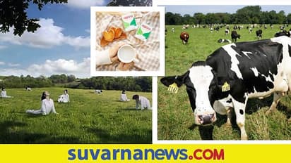 ಹಾಲಿನ ಜಾಹೀರಾತಿನಲ್ಲಿ ಮಹಿಳೆಯರನ್ನು ಹಸುಗಳಂತೆ ತೋರಿಸಿದ Korean Dairy