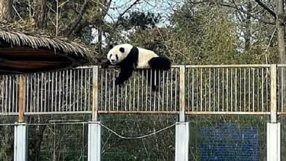 Giant panda escape : ചാടിപ്പോവാനൊരുങ്ങി ഭീമൻ പാണ്ട, അന്തംവിട്ട് ആളുകൾ, വീഡിയോ