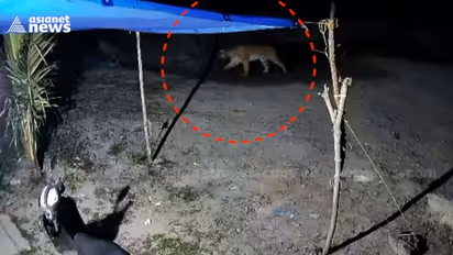 Wayanad Tiger Scare : ഇനിയും പിടി തരാതെ കുറുക്കൻമൂലയിലെ കടുവ, പുതിയ സിസിടിവി ദൃശ്യങ്ങൾ പുറത്ത്