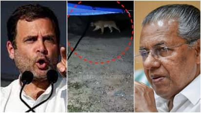 Wayanad Tiger Attack : 'നടപടികൾ ഊർജിതമാക്കൂ', വയനാട് കടുവ ഭീതിയിൽ പിണറായിക്ക് രാഹുൽ ഗാന്ധിയുടെ കത്ത്