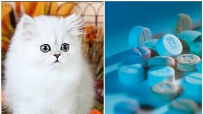 പേർഷ്യൻ പൂച്ച വിൽപ്പനയുടെ മറവിൽ മയക്കുമരുന്ന് വിൽപ്പന, യുവാവ് തൃശൂരിൽ പിടിയിൽ