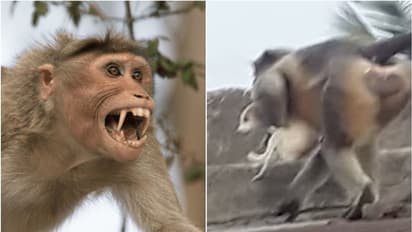 കൂട്ടത്തിലെ കൊച്ചുകുഞ്ഞിനെ നായ കൊന്നു, ​ഗ്രാമത്തിലെ 250 നായകളെ കൊന്നൊടുക്കിയിട്ടും പ്രതികാരം തീരാതെ കുരങ്ങുപട