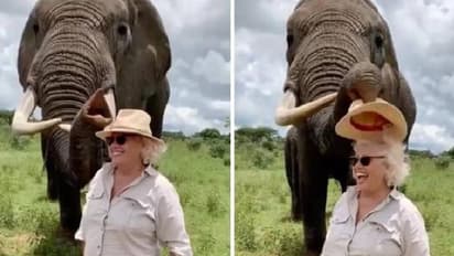 പറ്റിച്ചേ! സ്ത്രീയുടെ തലയിൽ നിന്നും തൊപ്പിയെടുത്ത് തിന്നുന്നതുപോലെ കാണിച്ച് ആന, രസകരമായ വീഡിയോ