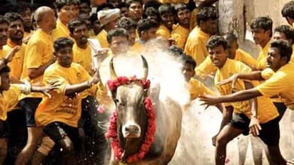 Jallikattu :பார்வையாளர்கள் இல்லாமல் ஜல்லிக்கட்டு..? என்னென்ன கட்டுப்பாடுகள் வரலாம்..வெளியான தகவல்கள்.