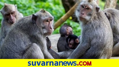Monkey Revenge : ಮಂಗನ ಸೇಡು ಕಂಡು ಜನರಿಗೆ ಮಹಾ ಅಚ್ಚರಿ!
