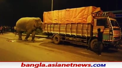 Elephant Attack on NH 6: ৬ নম্বর জাতীয় সড়কে দাঁতালের হানা, দীর্ঘক্ষণ স্তব্ধ যান চলাচল