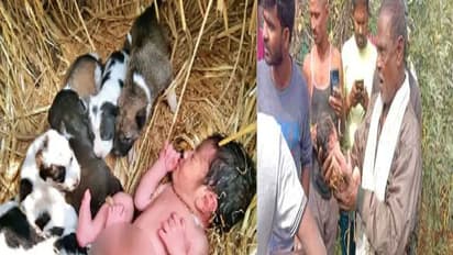 कड़कड़ाती ठंड में मां ने दुधमुंही बच्ची को पिल्लों के बीच छोड़ा, पूरी रात कुतिया ने अपना बच्चा समझ पाला