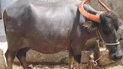 डेढ़ टन का है यह भैंसा, हर रोज पी जाता है 15 लीटर दूध, सेल्फी खिंचवाने दूर-दूर से आते हैं लोग