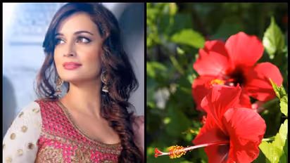 అందం, ఆరోగ్యాన్ని అందించే మందార టీ.. ఎప్పుడైనా ట్రై చేశారా?