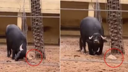 Buffalo : മലർന്നു കിടന്ന ആമയെ നേരെയാക്കാന് സഹായിക്കുന്ന എരുമ; വൈറലായി വീഡിയോ