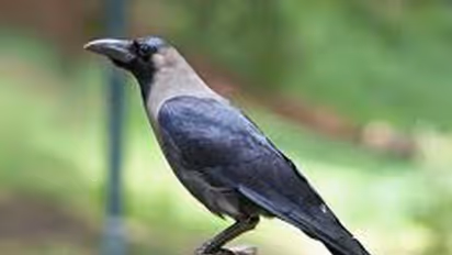 crows died : 10 മീറ്ററിനുള്ളില് കാക്കകള് കൂട്ടത്തോടെ ചത്തു; കാരണം തേടി നാട്ടുകാര്