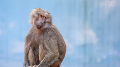 Operation For Monkeys  :  ರಾಜ್ಯದಲ್ಲಿ ಮಂಗಗಳ ಸಂತಾನ ಹರಣಕ್ಕೆ ಯೋಜನೆ