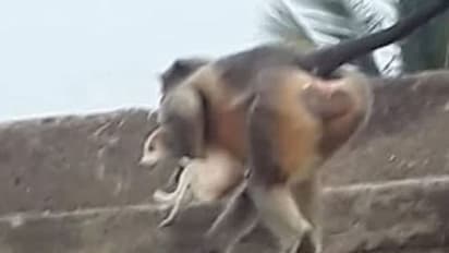 ಅಜ್ಜಿಯೊಂದಿಗೆ ಮಲಗಿದ್ದ 2 ತಿಂಗಳ ಮಗುವನ್ನು ಎತ್ತಿ ನೀರಿಗೆಸೆದ ಮಂಗಗಳು...