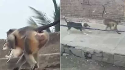కోతులు, కుక్కల మధ్య గ్యాంగ్ వార్.. పిల్ల కోతిని కుక్క చంపడంతో ప్రతీకారం.. 250 కుక్కలను చంపిన వానరులు
