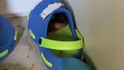 Eastern brown snake : കുട്ടിയുടെ ഷൂസിനുള്ളിൽ അത്യന്തം അപകടകാരിയായ പാമ്പ്, ഭയന്നു വിറച്ച് വീട്ടുകാർ, ഒടുവിൽ