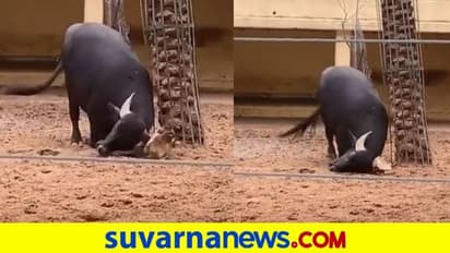 Viral Video : ಆಮೆ  ಪ್ರಾಣ ಕಾಪಾಡಿದ ಎಮ್ಮೆ..ಮನುಷ್ಯರಿಗಿಂತ ಪ್ರಾಣಿಗಳೇ ಮೇಲು!