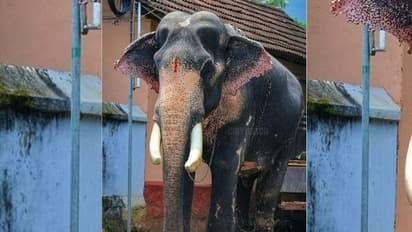 ഗജരാജൻ മംഗലാംകുന്ന് രാമചന്ദ്രൻ ചരിഞ്ഞു