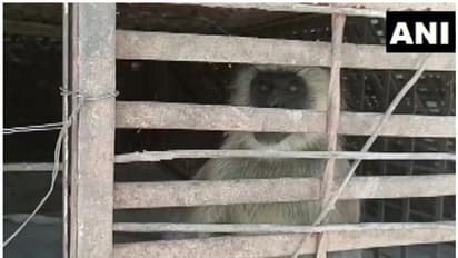 Monkeys VS Dogs : 250 നായ്ക്കുട്ടികളെ എറിഞ്ഞുകൊന്ന സംഭവം; രണ്ട് കുരങ്ങന്മാര് 'അറസ്റ്റില്'