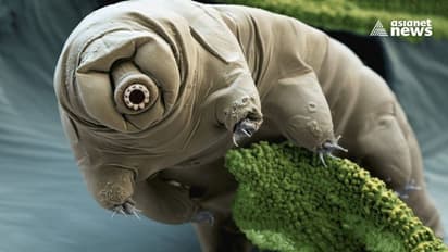Tardigrade To Space : ടാർഡിഗ്രേഡ്; ബഹിരാകാശത്തേക്ക് നമ്മൾ ഇടയ്ക്കിടെ അയക്കുന്ന ഈ കുഞ്ഞൻ ജീവി ഏതാണ് ?