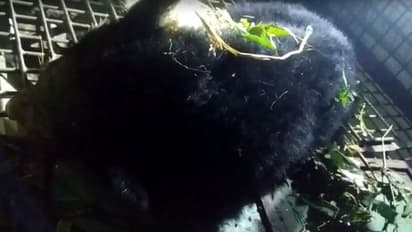 Bear Rescue-বনকর্মীদের জালে ডুয়ার্সের ত্রাস হিমালয়ান ব্ল্যাক বিয়ার, স্বস্তিতে এলাকাবাসী
