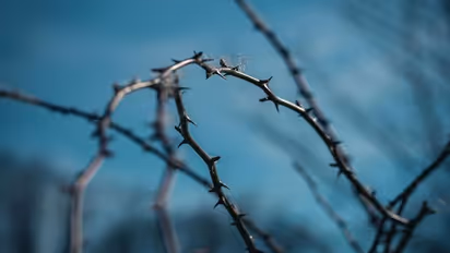 ಮುಳ್ಳು ಚುಚ್ಚಿಸಿಕೊಂಡಿದ್ದೀರಾ? ನೋವು ಅನುಭವಿಸೋದು ಬೇಡ, ಇಲ್ಲಿದೆ ಟಿಪ್ಸ್