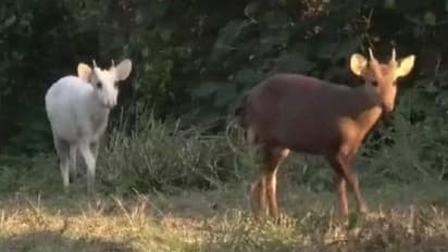 White hog deer : വെള്ളനിറത്തിലുള്ള അപൂർവമാനിനെ കണ്ടെത്തി, വൈറലായി വീഡിയോയും