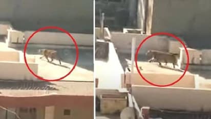 Leopard Rajasthan : ഭീതിപരത്തി വീടിന്റെ ടെറസുകളിലൂടെ ഓടിപ്പാഞ്ഞ് പുള്ളിപ്പുലി, ഒടുവില് സംഭവിച്ചത്, വീഡിയോ...