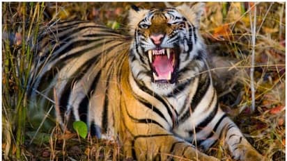 Wild Animal Attack : വന്യമൃഗ ആക്രമണം; സംസ്ഥാന,ജില്ലാ തല സമിതികൾ രൂപീകരിച്ച് സർക്കാർ ഉത്തരവ്