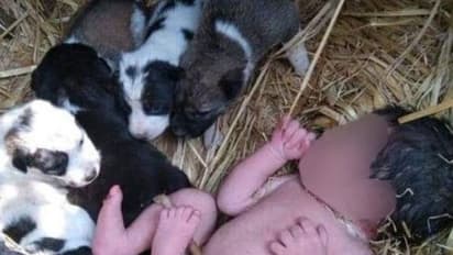 child protected by dog : വയലിലുപേക്ഷിച്ച കുഞ്ഞിന് രാത്രി മൊത്തം കാവലിരുന്ന് ഒരു നായ, ഒപ്പം നായക്കുഞ്ഞുങ്ങളും