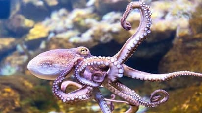 ஆக்டோபஸை விழுங்கிய 55 வயதான நபர்.. அதிர்ச்சியில் உறைந்த மருத்துவர்கள்.. பின்னர் நடந்தது என்ன?