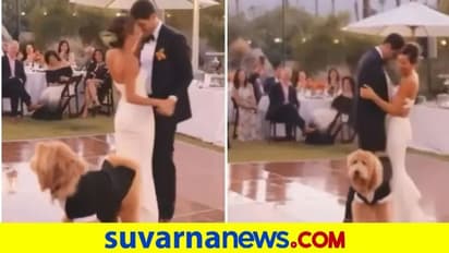 ನವ ದಂಪತಿಯ ಡಾನ್ಸ್‌ಗೆ ಜೊತೆಯಾದ ಪ್ರೀತಿಯ ಶ್ವಾನ