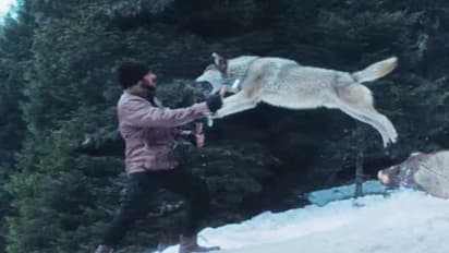 Tiger Zinda Hai @ 4: असली खूंखार भेड़ियों के साथ Salman Khan ने किया था खतरनाक स्टंट