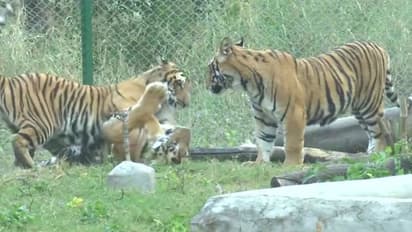 வந்துவிட்டது விலங்குகளுக்கான கொரோனா தடுப்பூசி... அறிமுகம் செய்து வைத்தார் நரேந்திர சிங் தோமா்!!