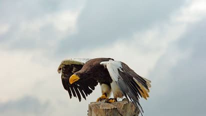 Steller's sea eagle: ചുഴലിക്കാറ്റില്‍ ദിശ തെറ്റി കടല്‍ കഴുകന്‍ പറന്നെത്തിയത്  8,000 കിലോമീറ്റര്‍ അകലെ