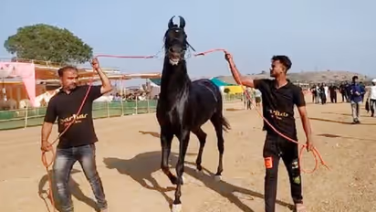 चर्चा में आया 5 करोड़ का ये खास घोड़ा, जिसकी चाल और दाम के आगे फेल है मर्सिडीज!..देखने वालों की लगती है लाइन