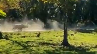 വിനോദസഞ്ചാരികളുടെ വാഹനത്തെ പിന്തുടര്‍ന്ന് കോപാകുലനായ കാണ്ടാമൃഗം, വീഡിയോ