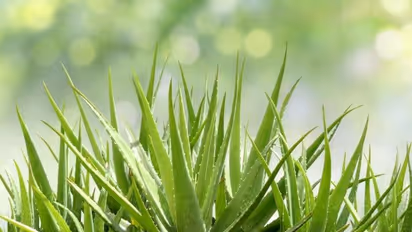 Vastu Tips: உங்கள் வாழ்க்கையில் ஏதேனும் தடைகள் வருகிறதா? அப்போ இந்த செடியை வீட்டில் நடவும்..!!