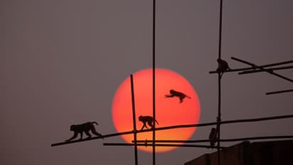 Monkey attack : രണ്ട് മാസം പ്രായമായ കുഞ്ഞിനെ വാട്ടര്ടാങ്കിലെറിഞ്ഞ് കൊലപ്പെടുത്തി കുരങ്ങന്മാര്