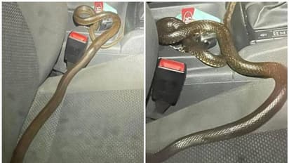 Eastern Brown Snake : കാറിനുള്ളിൽ പതുങ്ങിയിരുന്നത് ഉഗ്രവിഷപ്പാമ്പ്; ഭയന്നുവിറച്ച് യുവാവ്
