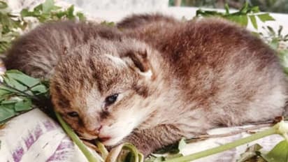 പൂച്ചയോ അതോ വരയൻ പുലിയോ, കടമാൻകുളത്ത് അജ്ഞാത അതിഥികൾ!