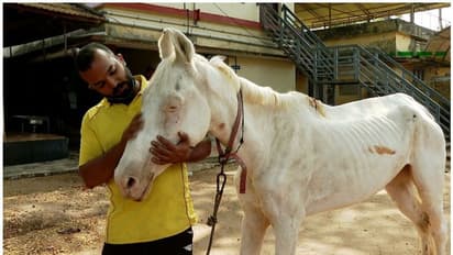അവശയായ കുതിരയ്ക്ക് ചികിത്സ നൽകുന്നില്ല, ജില്ലാ മൃഗാശുപത്രിക്കെതിരെ പരാതി, കുതിരയുമായി യുവാവ് ആശുപത്രിയിൽ
